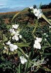 TRADESCANTIA x andersoniana  'Blanca' Portion(en)