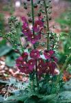 VERBASCUM phoeniceum  'Violetta'