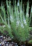 VERONICA pinnata  'Blue Feathers' Portion(en)