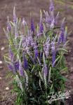 VERONICA longifolia  'Blue Shades' Portion(s)