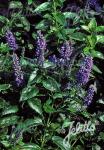 VERONICA Subsessilis-Hybr.  'Blaue Pyramide' Portion(en)