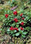 VACCINIUM vitis-idaea   Portion(s)