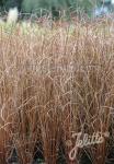 CAREX buchananii  'Firefox'