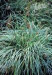 CAREX flacca   Portion(s)