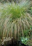 CAREX secta   Portion(s)
