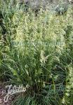 DESCHAMPSIA cespitosa  'Pixie Fountain' Portion(en)