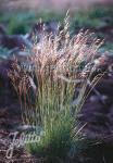 DESCHAMPSIA flexuosa   Portion(en)