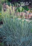 ELYMUS arenarius   Portion(s)