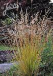 STIPA extremiorientalis   Portion(s)