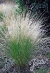 STIPA trichotoma  'Palomino' Portion(en)