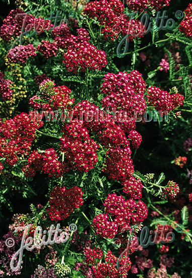 ACHILLEA millefolium  'Cerise Queen' Portion(s)