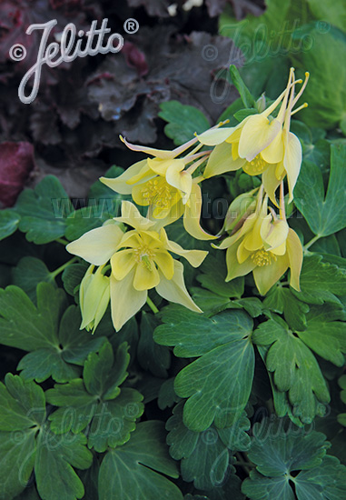 AQUILEGIA flabellata Spring Magic-Series 'Spring Magic Yellow' Portion(s)