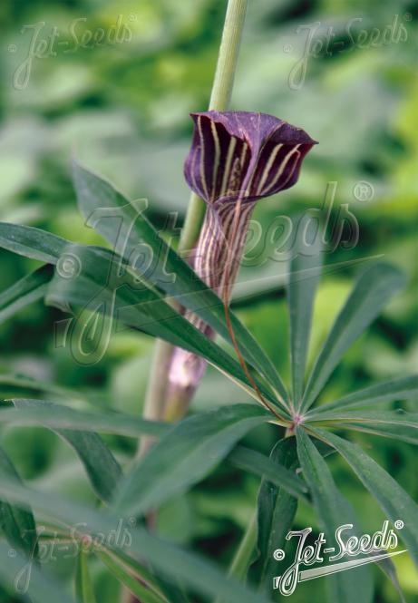 ARISAEMA ciliatum   Portion(s)