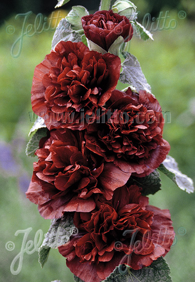 ALCEA rosea plena Chaters-Series 'Chaters chestnut-brown' Portion(s)