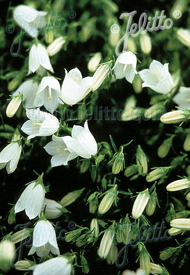 CAMPANULA cochleariifolia  'Bavaria White' Portion(en)