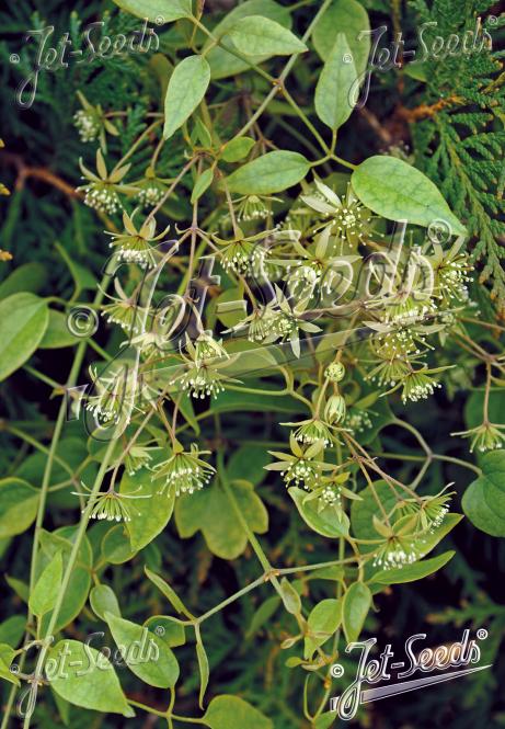 CLEMATIS cunninghamii   Portion(en)
