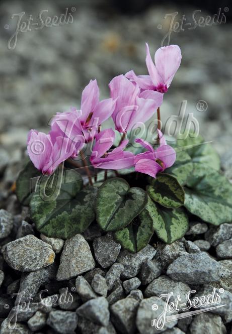 CYCLAMEN cilicium   Portion(en)