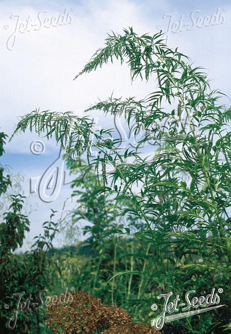 DATISCA cannabina   Portion(s)