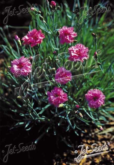 DIANTHUS plumarius fl. pl.  'Roseus' Portion(s)