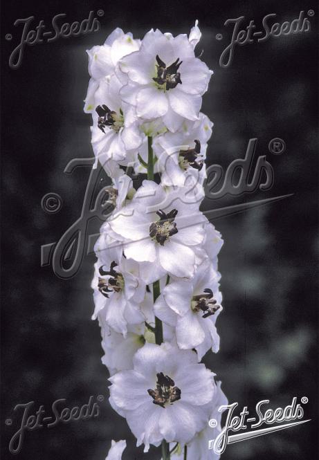 DELPHINIUM Pacific-Hybr. Magic Fountains-Series 'Magic Fountains White', dark bee Portion(s)