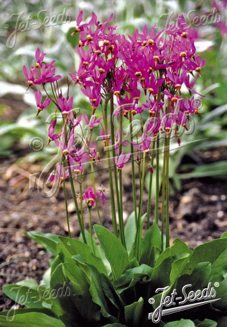 DODECATHEON meadia  'Rote Farben' Korn