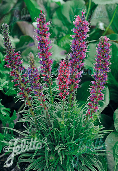 ECHIUM russicum f. nanum  'Red Feathers' Portion(s)