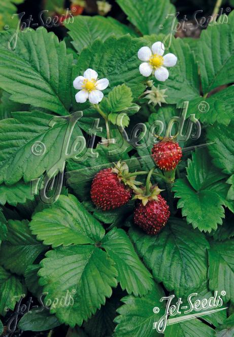 FRAGARIA vesca var. semperflorens  'Verbesserte Rügen' Portion(en)