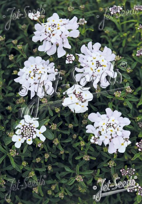 IBERIS carnosa   Portion(s)