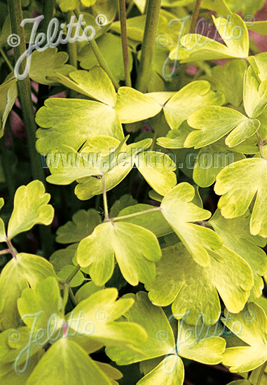 AQUILEGIA vulgaris 'Woodside Gold' 