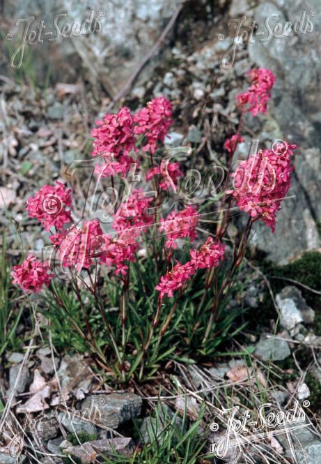 LYCHNIS viscaria  wild form Portion(s)