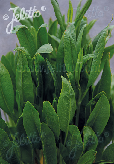 LEPIDIUM latifolium   Portion(s)