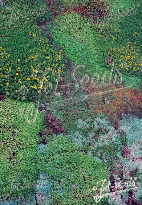 SEDUM Mix for Green Walls & Roofs Portion(s)