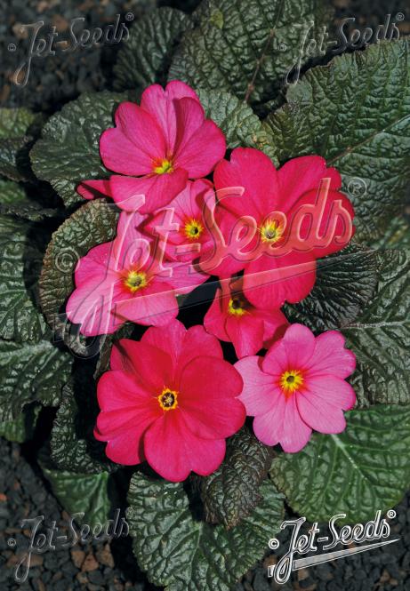 PRIMULA x pruhoniciana Wanda-Hybr. (Orig. Niederlenz) 'Wanda Raspberry Red Shades' Portion(s)