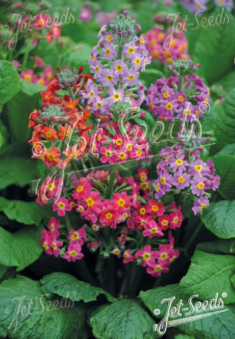 PRIMULA Candelabra-Hybr.  'Harlow Carr Hybr.' Portion(s)
