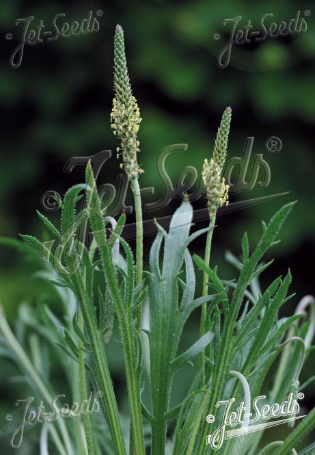 PLANTAGO coronopus  'Minutina' Portion(s)