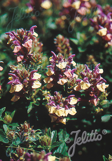 SCUTELLARIA alpina   Portion(s)