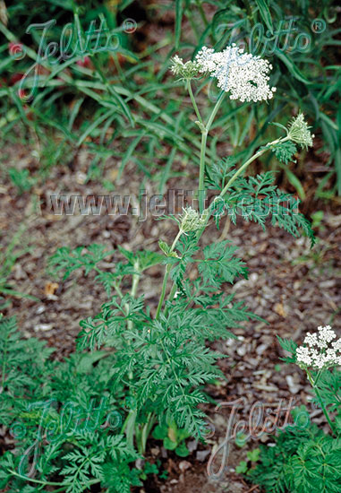 SELINUM carvifolium   Portion(s)