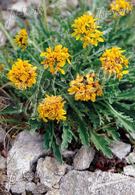 SENECIO incanus   Portion(s)