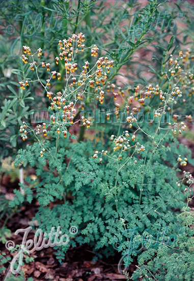 THALICTRUM minus  'Adiantifolium' Portion(s)