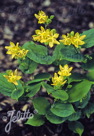 TRICYRTIS latifolia   Portion(s)
