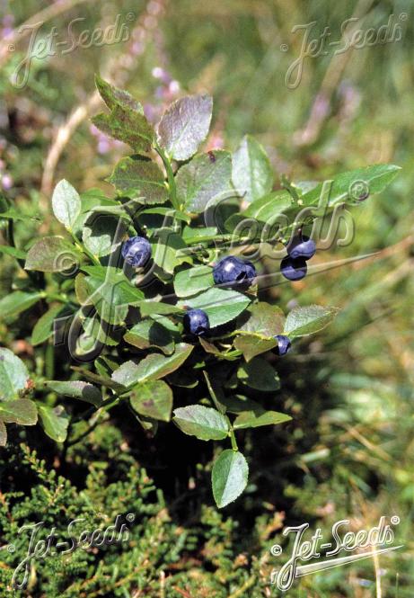 VACCINIUM myrtillus   Portion(en)