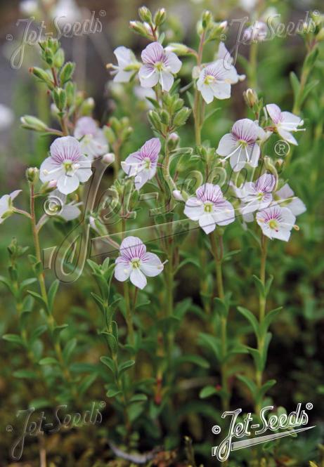 VERONICA fruticulosa   Portion(s)
