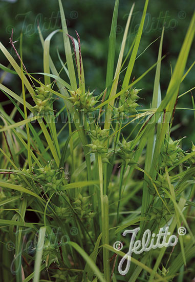 CAREX intumescens   Portion(s)