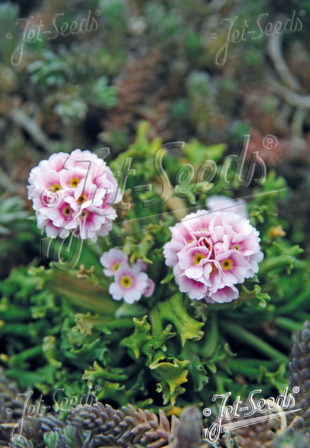 ANDROSACE albana   Portion(en)
