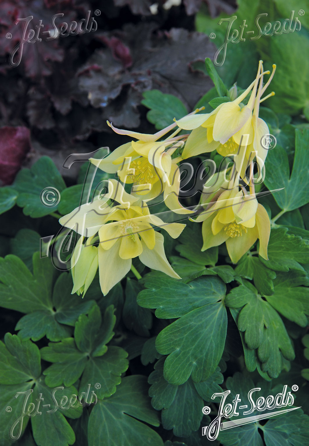 AQUILEGIA flabellata Spring Magic-Serie 'Spring Magic Gelb' Portion(en)