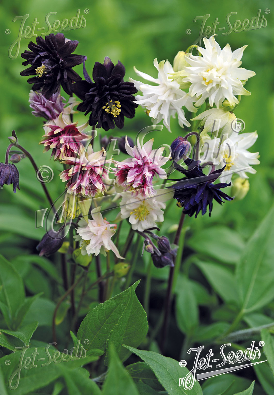 AQUILEGIA vulgaris var. stellata plena Barlow-Series 'Barlow Choice Mix' Portion(s)