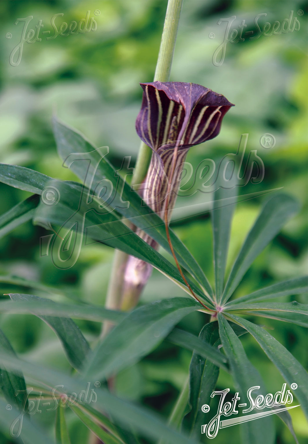 ARISAEMA ciliatum   Portion(s)