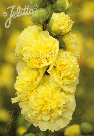 ALCEA rosea plena Chaters-Series 'Chaters yellow' Portion(s)