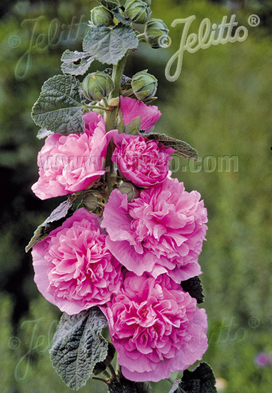 ALCEA rosea plena Chaters-Series 'Chaters pink' Portion(s)