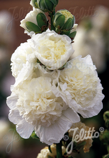 ALCEA rosea plena Chaters-Series 'Chaters white' Portion(s)
